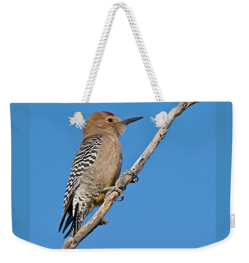 Animal Weekender Tote Bag featuring the photograph Male Gila Woodpecker by Jeff Goulden