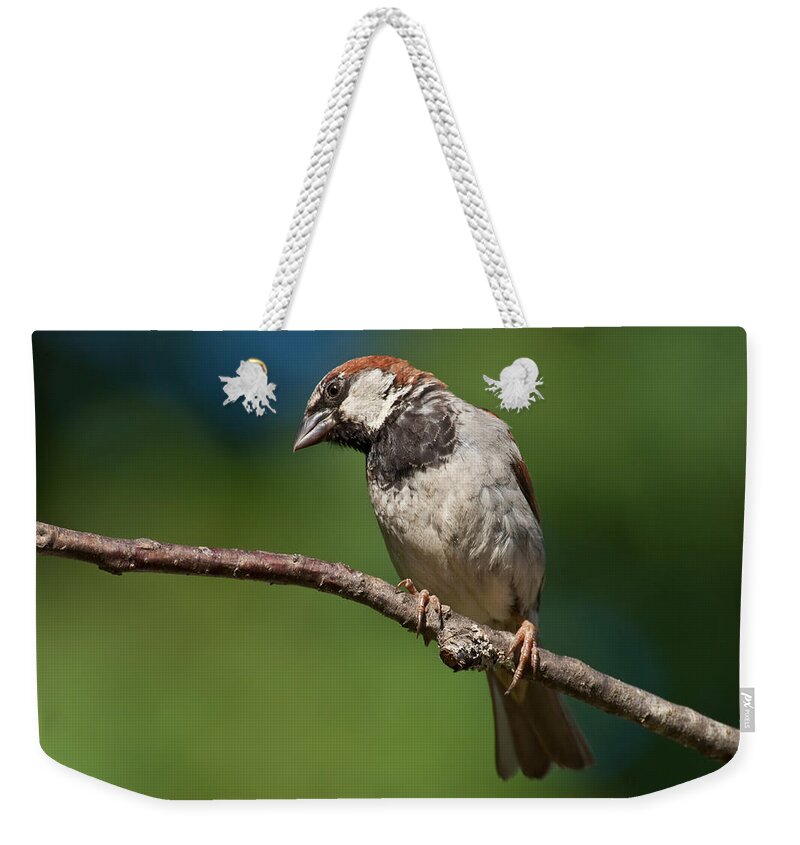 Animal Weekender Tote Bag featuring the photograph Male House Sparrow Perched in a Tree by Jeff Goulden