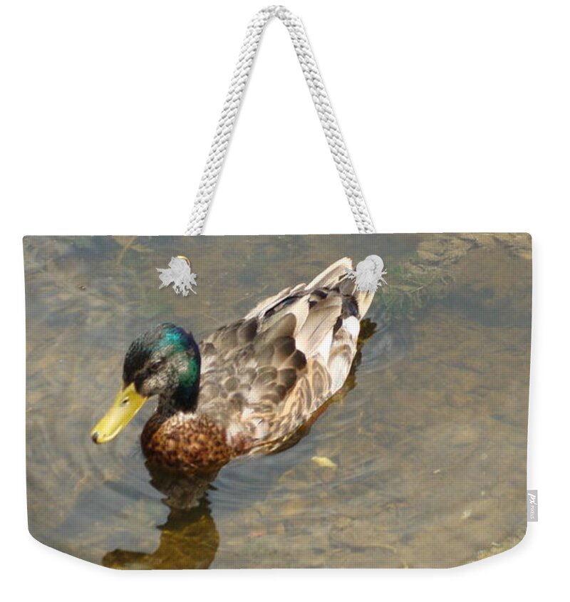 Male Mallards Weekender Tote Bag featuring the photograph Male Mallards by Anthony Seeker
