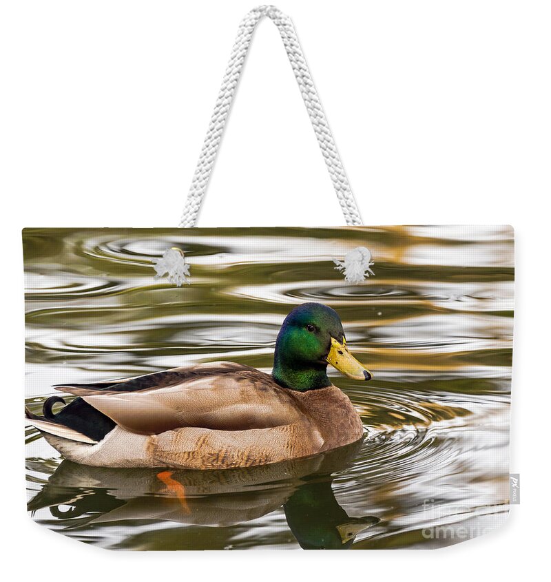 Bird Weekender Tote Bag featuring the photograph Mallard Drake II by Kate Brown
