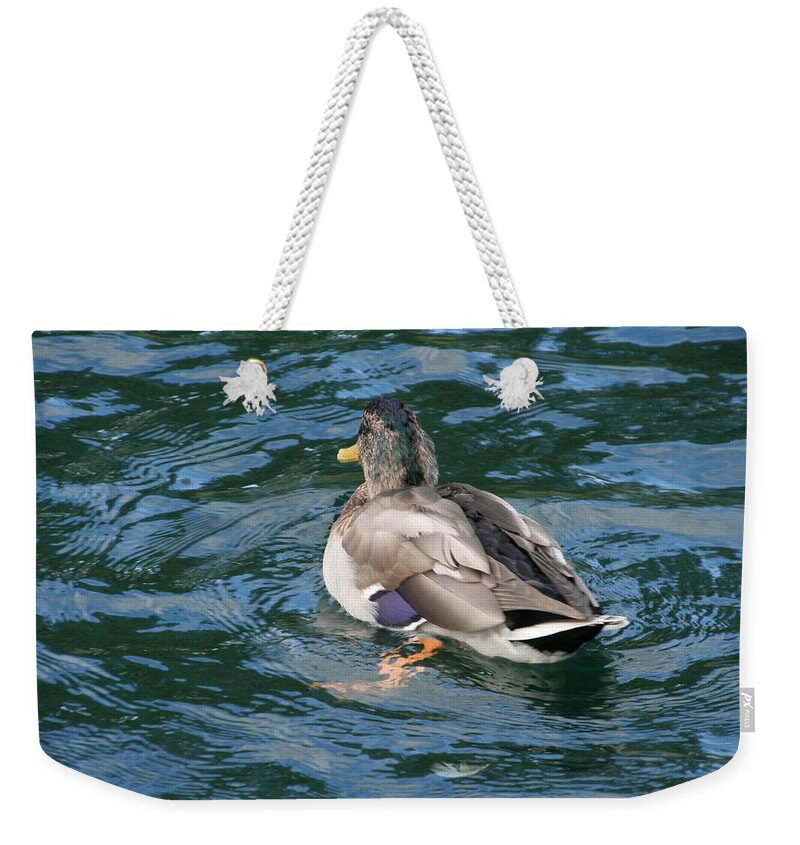 Mallard Weekender Tote Bag featuring the photograph Mallard Duck by Valerie Collins