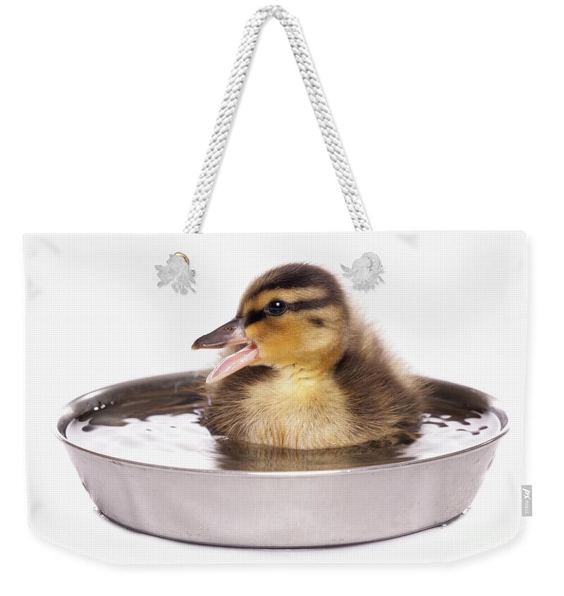 Cut Out Weekender Tote Bag featuring the photograph Mallard Duckling by Chris Brignell/FLPA