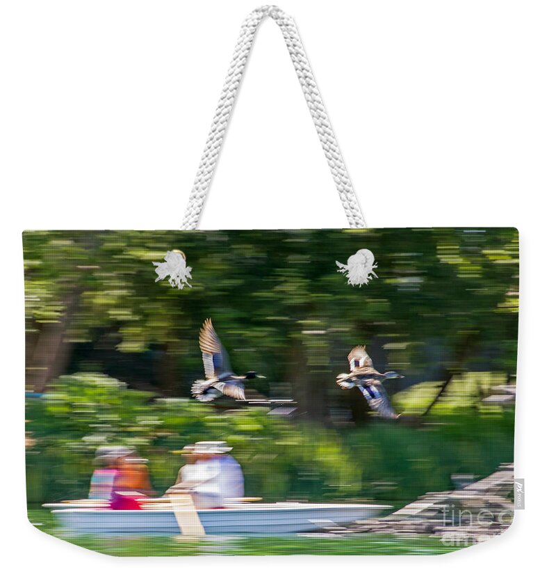 Anas Platyrhynchos Weekender Tote Bag featuring the photograph Mallard Flyover by Kate Brown
