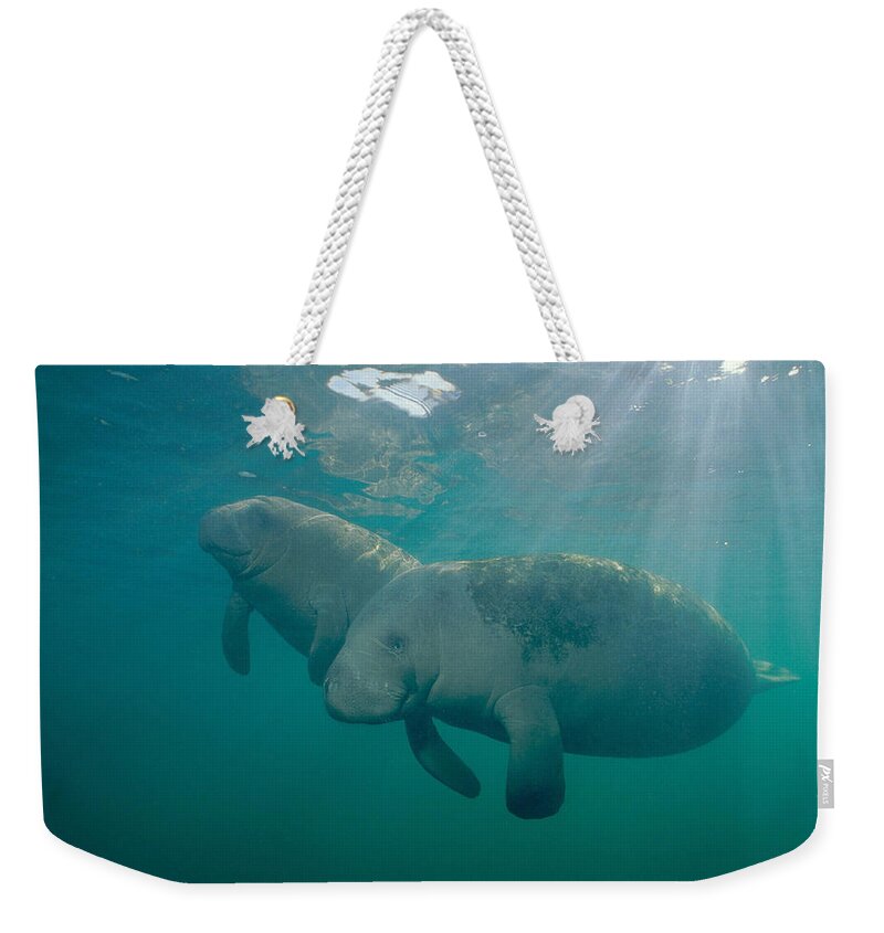 West Indian Manatee Weekender Tote Bag featuring the photograph Manatee Mother And Calf by Andrew J. Martinez