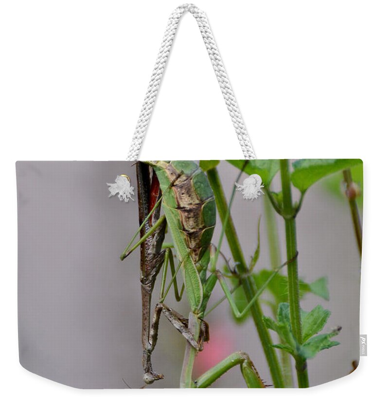 Carolina Mantids Weekender Tote Bag featuring the photograph Mantis Love by Kathy Baccari