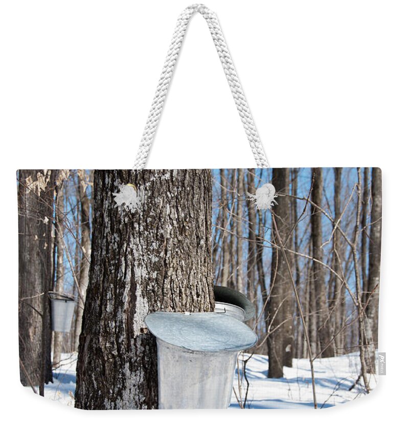 Maple Syrup Weekender Tote Bag featuring the photograph Maple Forest by Cheryl Baxter