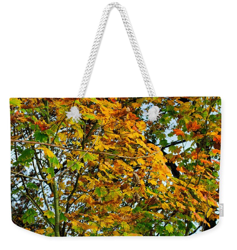 Autumn Weekender Tote Bag featuring the photograph Maple Tree Autumn by Tikvah's Hope