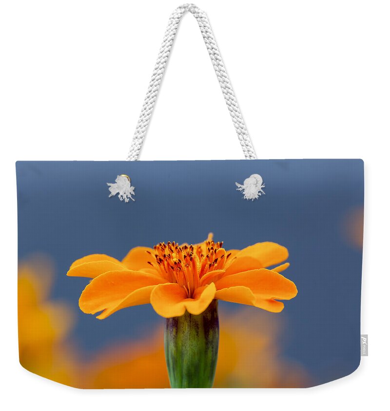 Flower Weekender Tote Bag featuring the photograph Marigold Morning Blues by Bill and Linda Tiepelman