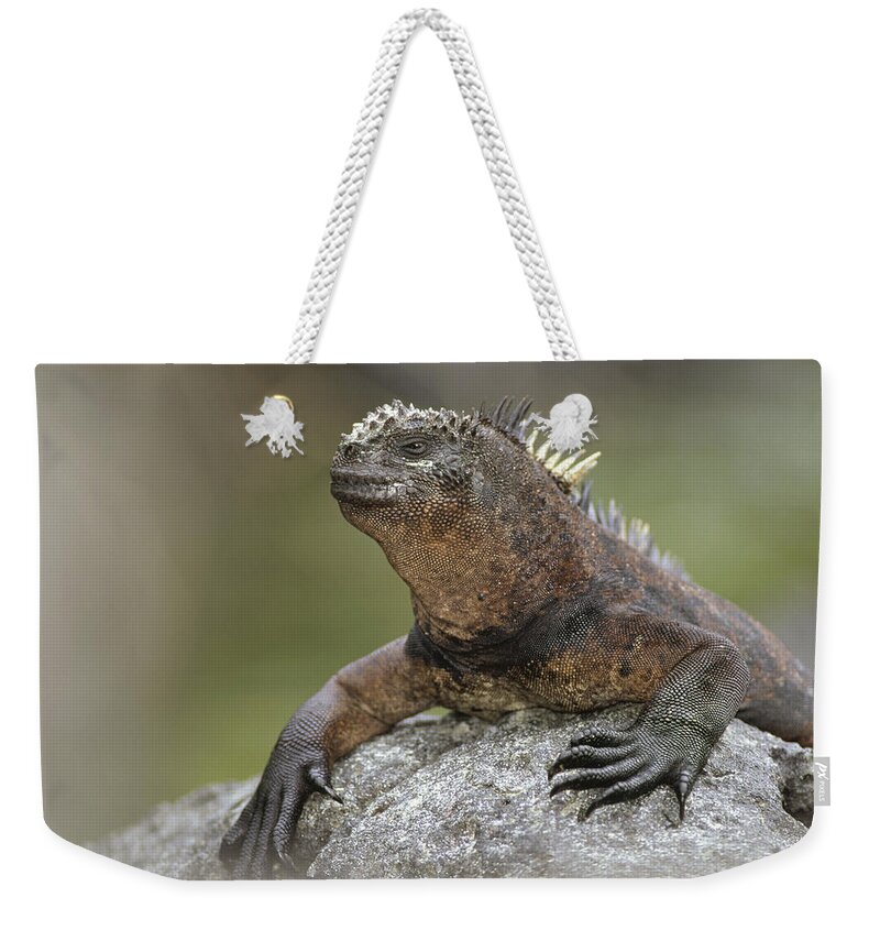 Feb0514 Weekender Tote Bag featuring the photograph Marine Iguana Along Lava Shoreline by Tui De Roy