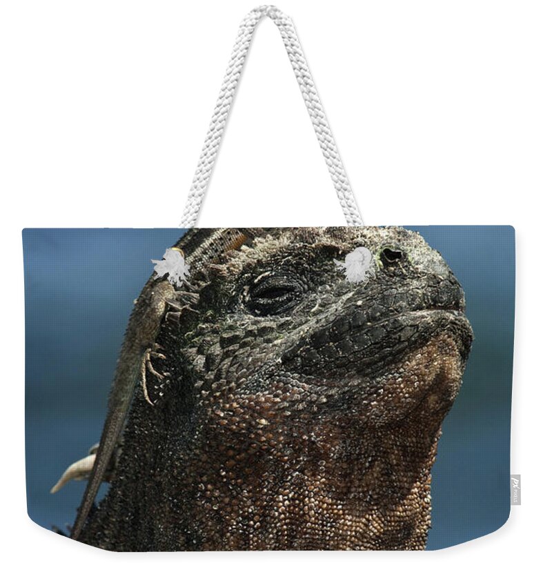 00452152 Weekender Tote Bag featuring the photograph Marine Iguana and Lava Lizard by Pete Oxford