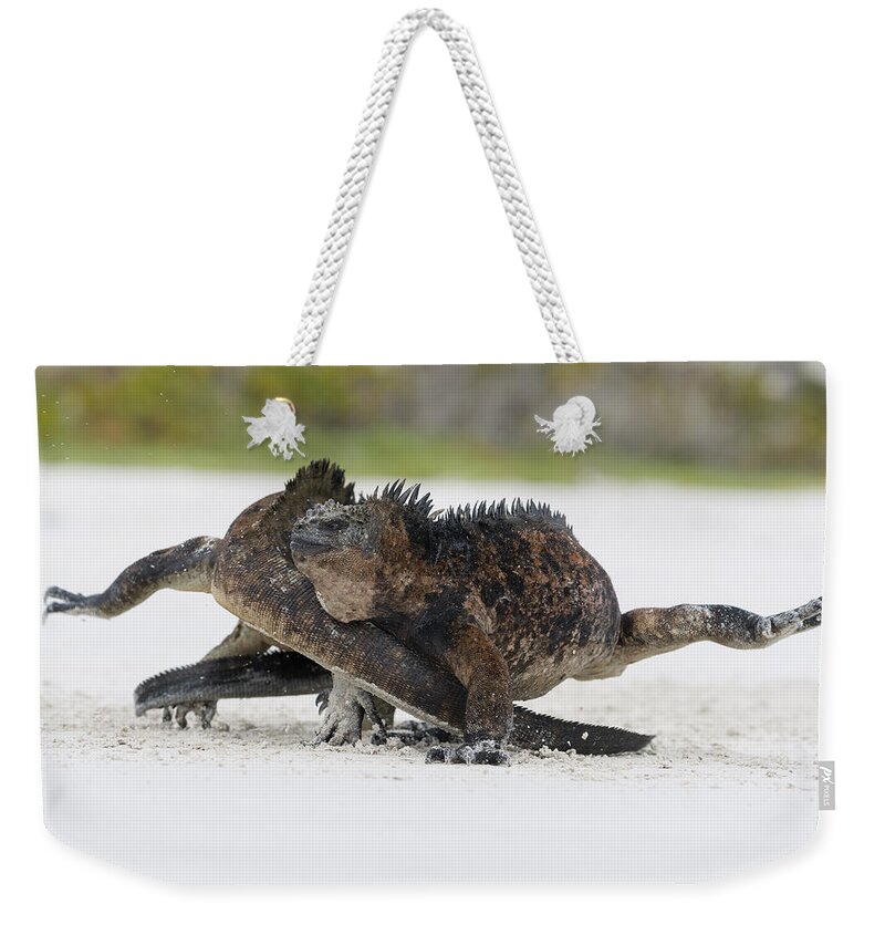 Tui De Roy Weekender Tote Bag featuring the photograph Marine Iguana Males Fighting Turtle Bay by Tui De Roy