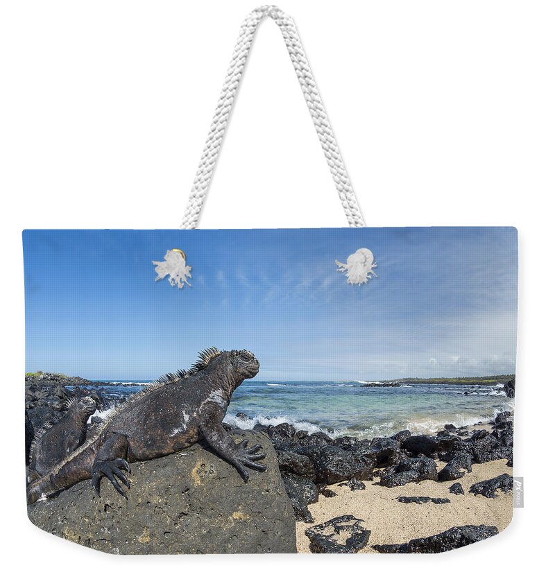 534132 Weekender Tote Bag featuring the photograph Marine Iguana Santa Cruz Isl Galapagos by Tui De Roy
