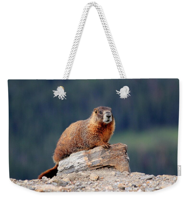 Marmot Weekender Tote Bag featuring the photograph Marmot by Shane Bechler