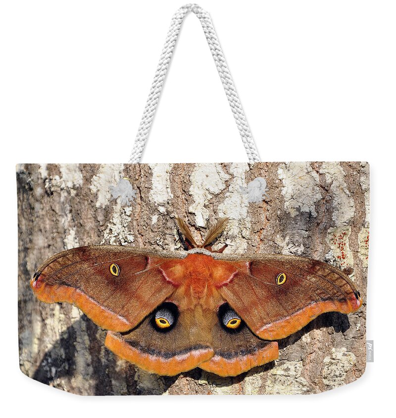 Giant Silk Moth Weekender Tote Bag featuring the photograph Marvelous Moth by Al Powell Photography USA