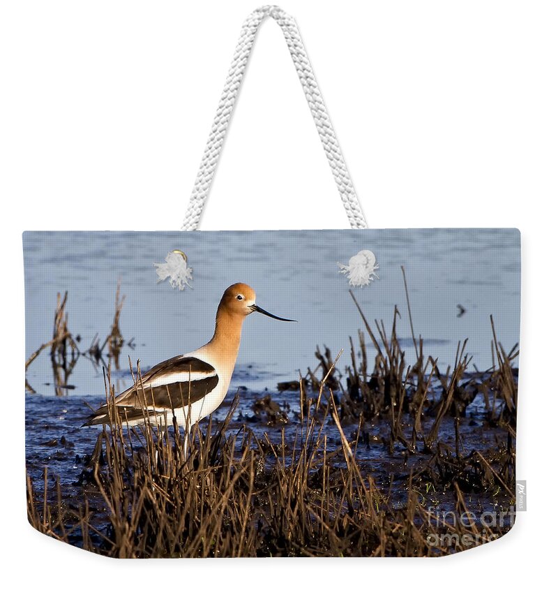 American Avocet Weekender Tote Bag featuring the photograph Mating Time by Ronald Lutz