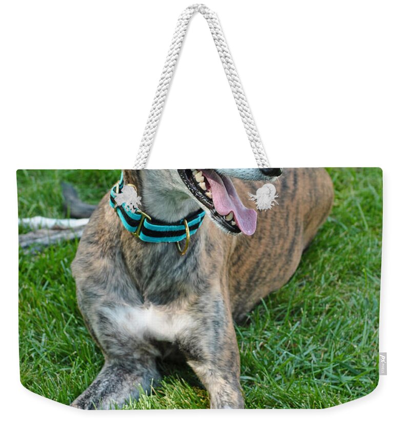 Animals Weekender Tote Bag featuring the photograph Maverick by Lisa Phillips