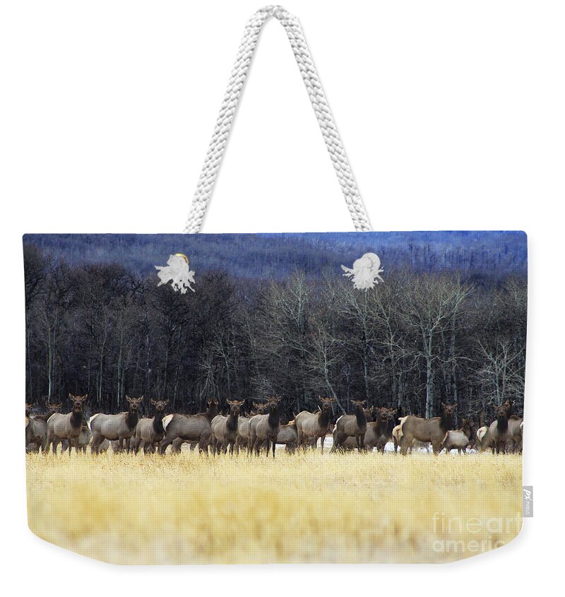 Elk Weekender Tote Bag featuring the photograph May I Have Your Attention Please by Alyce Taylor