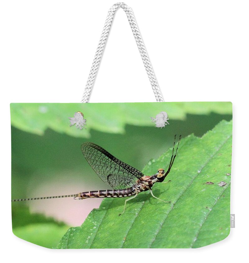Mayfly Weekender Tote Bag featuring the photograph Mayfly by Doris Potter