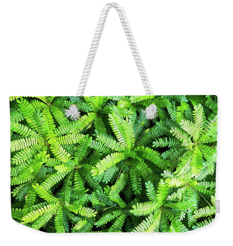 Outdoors Weekender Tote Bag featuring the photograph Medicinal Plant Biophytum Sensitivum by Andy Sotiriou