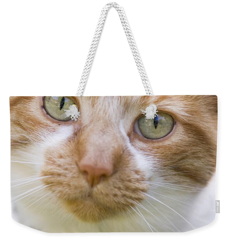 Cat Weekender Tote Bag featuring the photograph Meow by Patty Colabuono