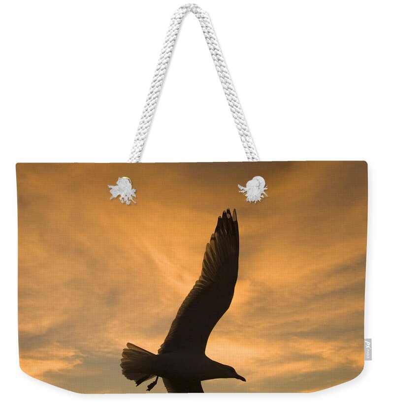 Feb0514 Weekender Tote Bag featuring the photograph Mew Gull At Sunset La Jolla California by Tom Vezo