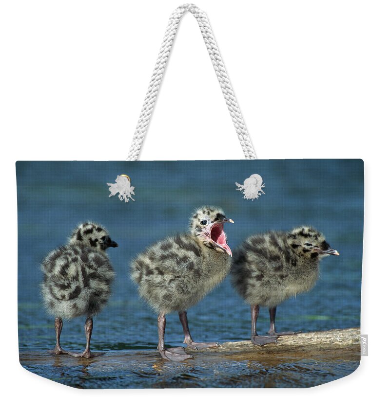 00220202 Weekender Tote Bag featuring the photograph Mew Gull Three Chicks by Tom Vezo