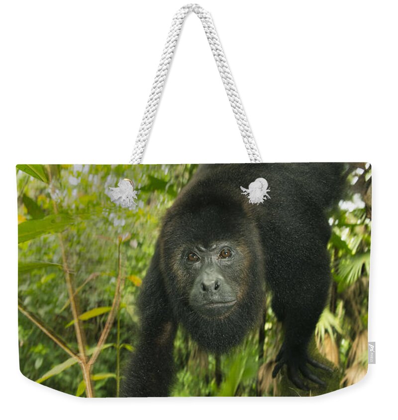 Kevin Schafer Weekender Tote Bag featuring the photograph Mexican Black Howler Monkey Belize by Kevin Schafer