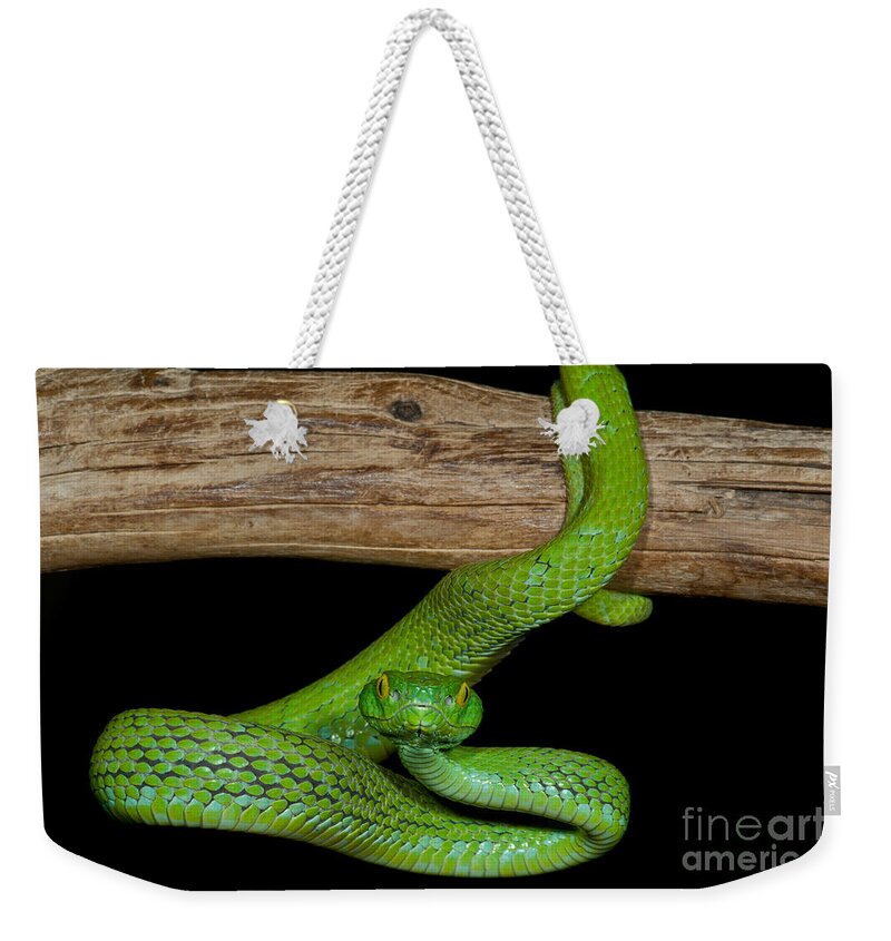 Mexican Palm Viper Weekender Tote Bag featuring the photograph Mexican Palm Viper by Dante Fenolio