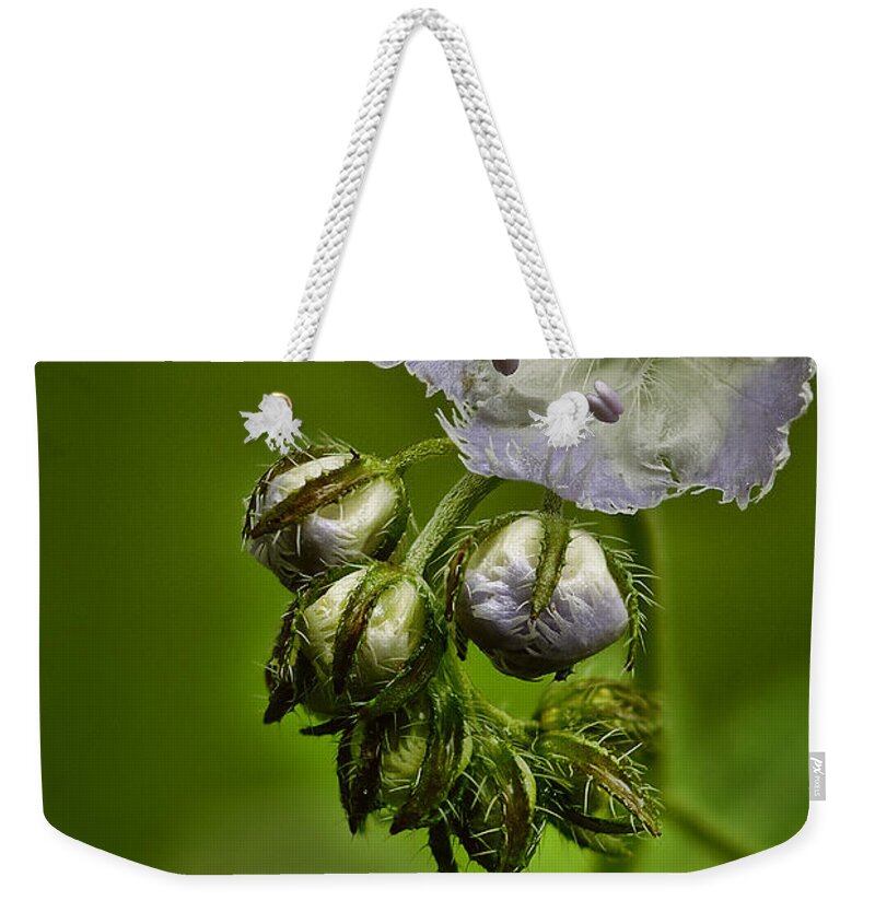 2011 Weekender Tote Bag featuring the photograph Miami Mist by Robert Charity