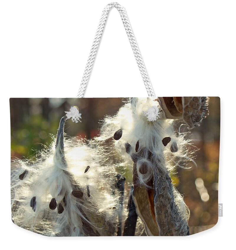 Milkweed Pod Weekender Tote Bag featuring the photograph Milkweed Seed Pods Back-lit in Marsh by Anna Lisa Yoder