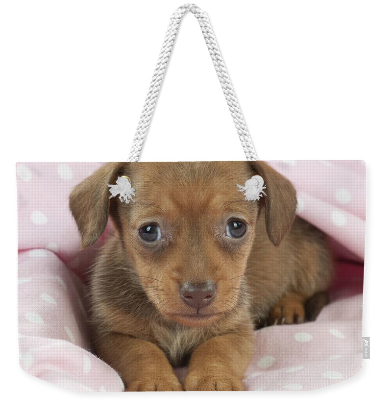Dachshund Weekender Tote Bag featuring the photograph Miniature Dachshund Puppy by John Daniels