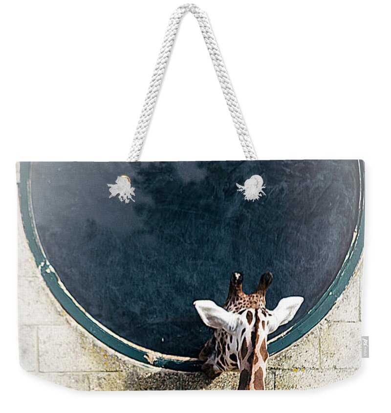 Wildlife Weekender Tote Bag featuring the photograph Mirror Mirror On The Wall by Linsey Williams