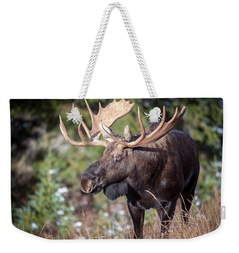 Wildlife Weekender Tote Bag featuring the photograph Mission by Kevin Dietrich