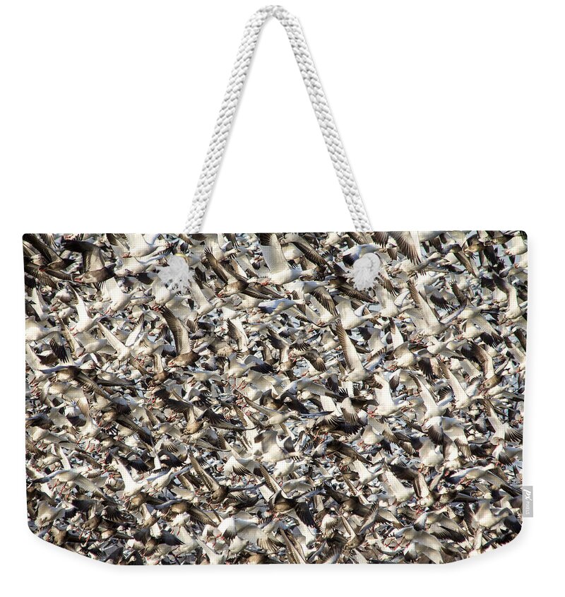 Steven Bateson Weekender Tote Bag featuring the photograph Missouri Snow Geese Chaos by Steven Bateson