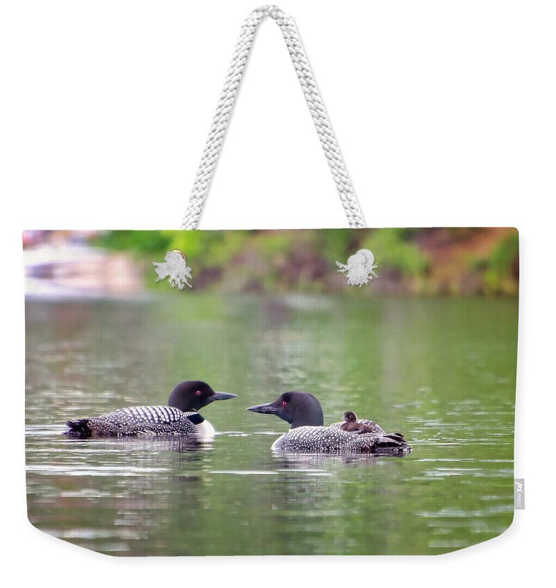Loon Weekender Tote Bag featuring the photograph Mom and Dad Loon with Baby on Back by Donna Doherty