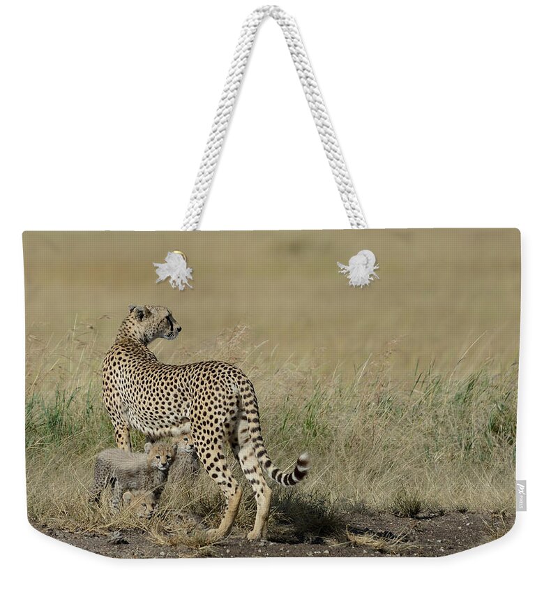 Cheetah Weekender Tote Bag featuring the photograph Mom on the Lookout by Ian Ashbaugh