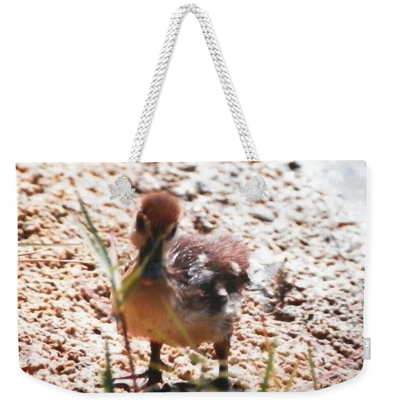 Yellow And Brown Fuzzy Baby Duckling At A Pond In Napels Weekender Tote Bag featuring the photograph Duckling Searching by Belinda Lee