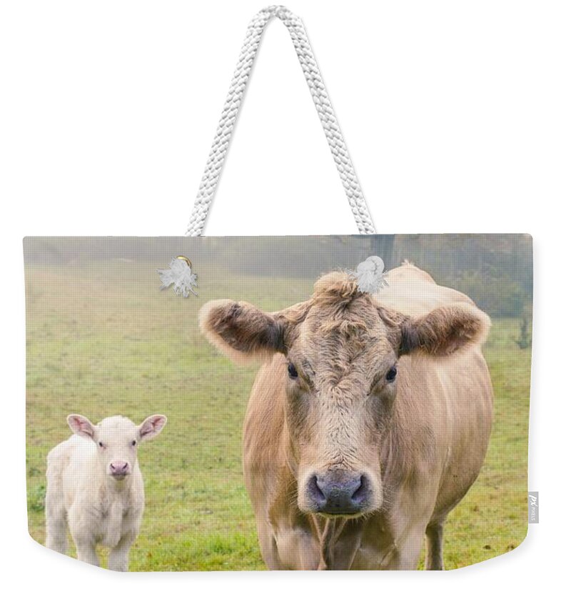 Cow Weekender Tote Bag featuring the photograph Momma and Baby Cow by Edward Fielding