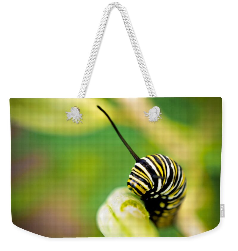 Striped Caterpillar Weekender Tote Bag featuring the photograph Monarch Offspring Squared by TK Goforth