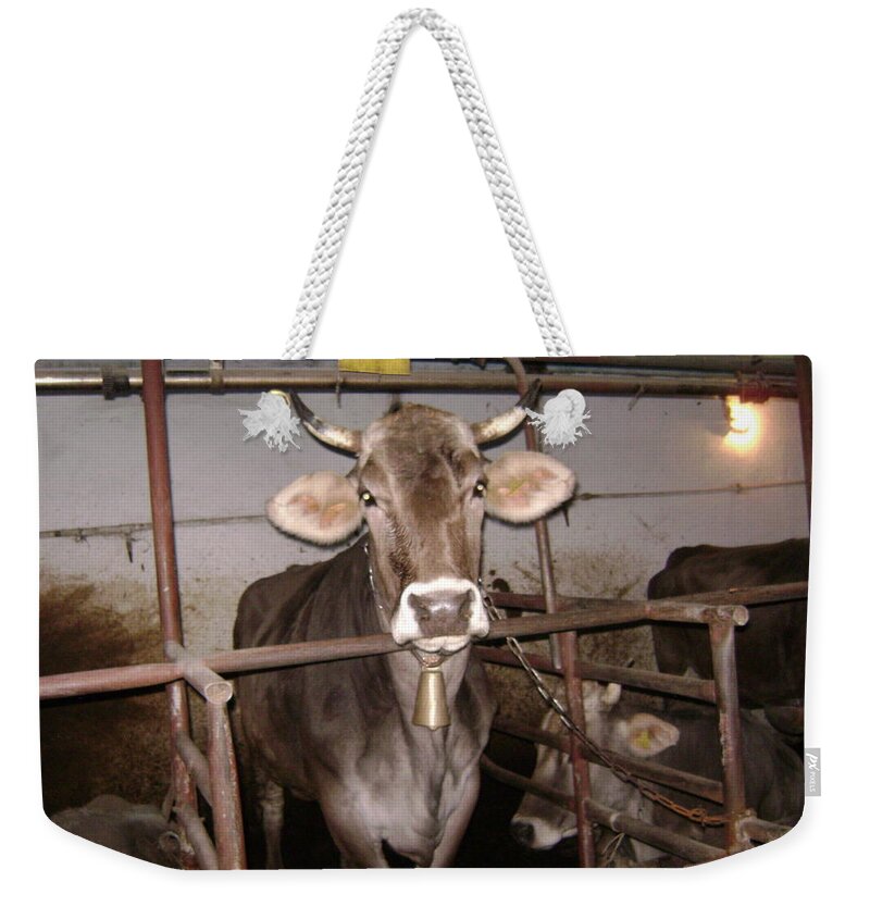 Animals Weekender Tote Bag featuring the photograph Mooooo by Moshe Harboun