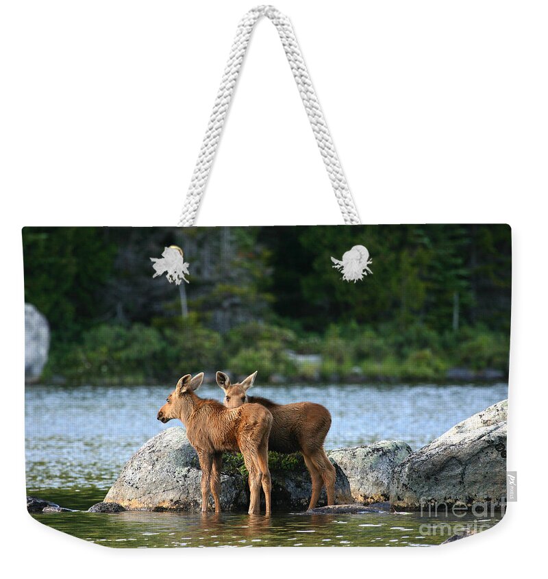 Moose Calves Weekender Tote Bag featuring the photograph Moose Calves in Maine by Jeannette Hunt