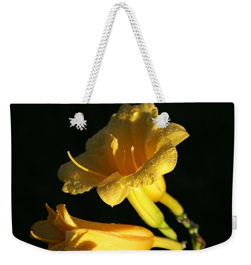 Nature Weekender Tote Bag featuring the photograph Morning Dew by Chauncy Holmes