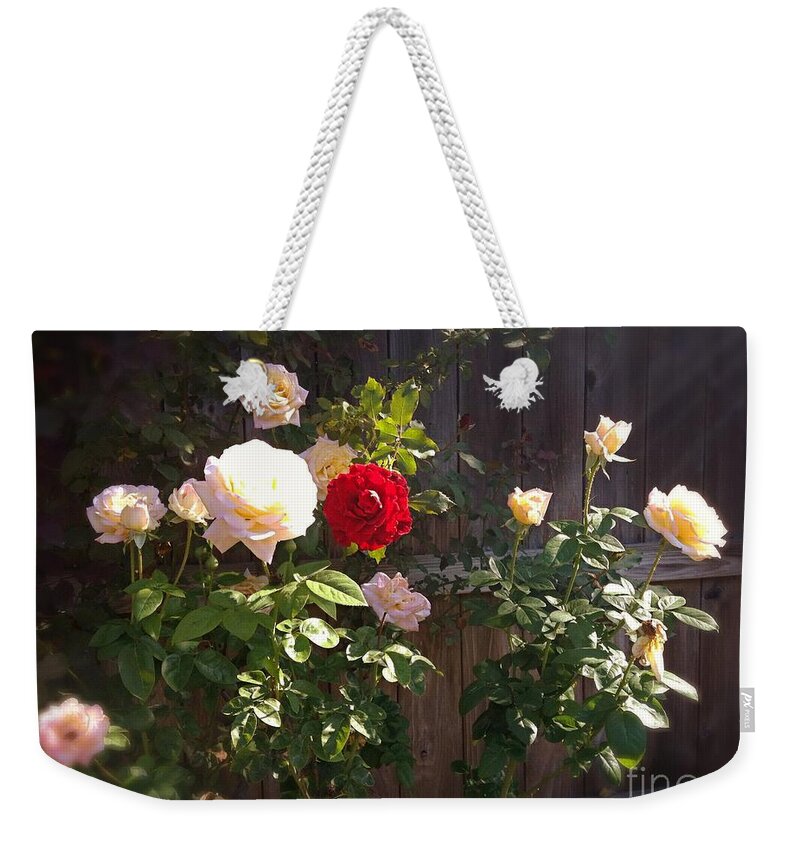 Roses Weekender Tote Bag featuring the photograph Morning Glory by Vonda Lawson-Rosa