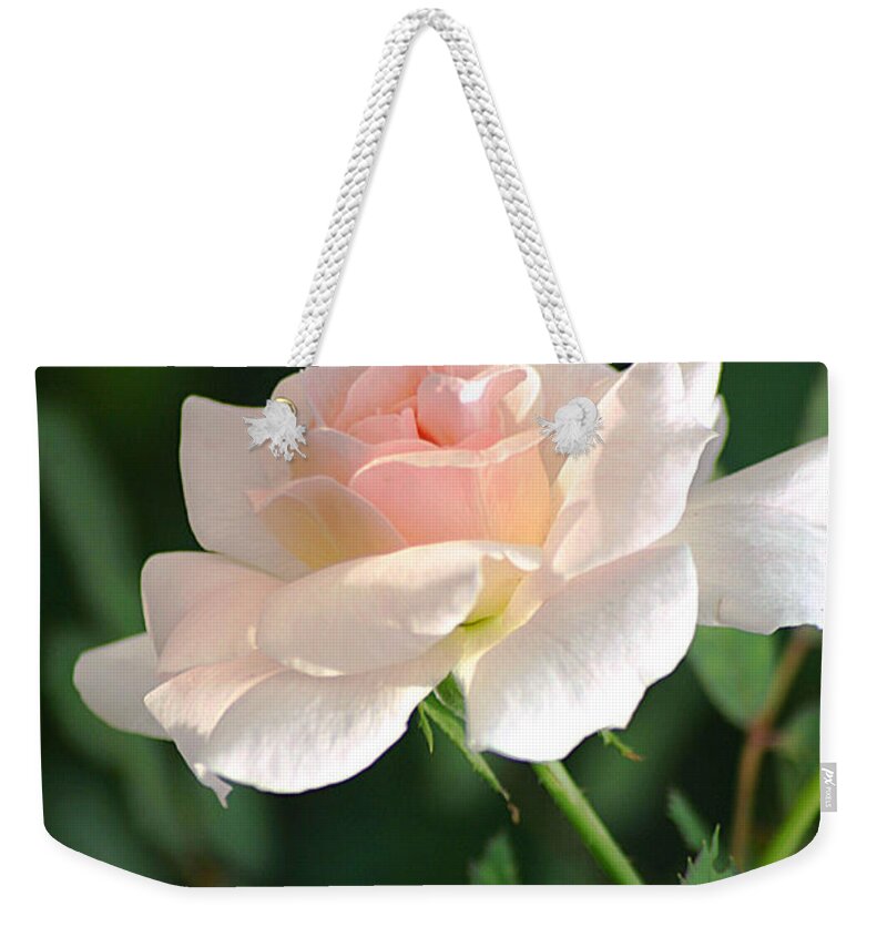 Rose Weekender Tote Bag featuring the photograph Morning Has Broken by Living Color Photography Lorraine Lynch