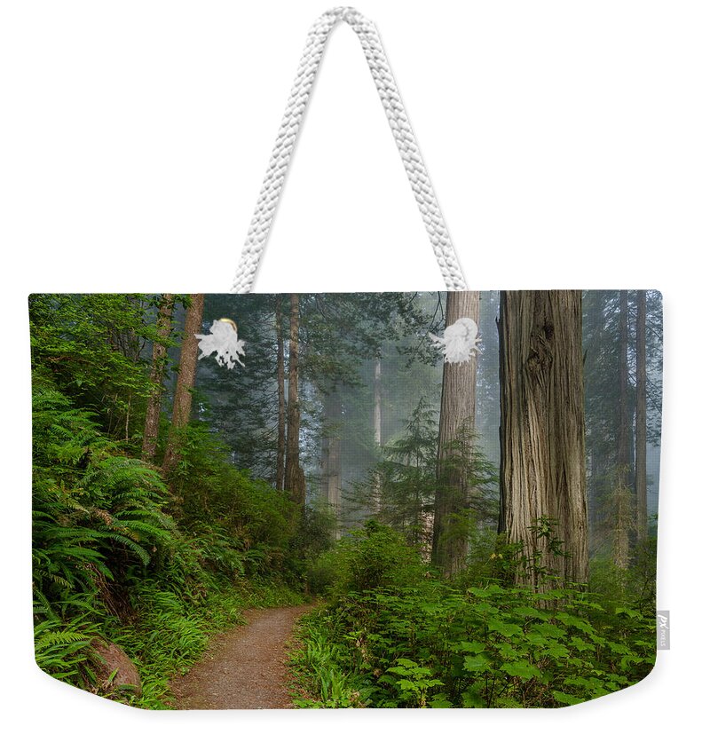 Redwoods Weekender Tote Bag featuring the photograph Morning walk through Redwoods by Greg Nyquist