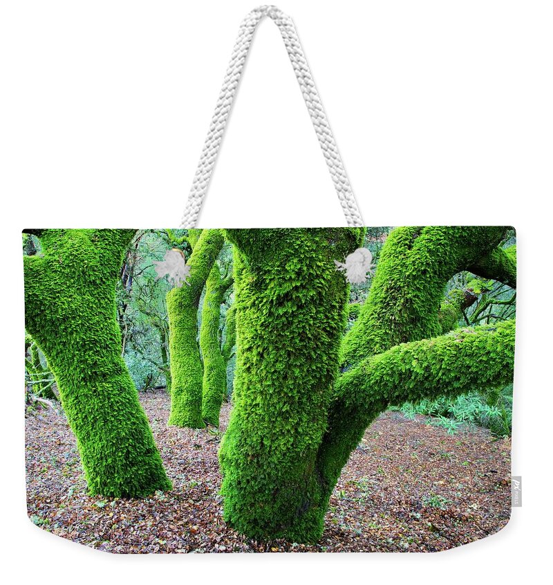 Tranquility Weekender Tote Bag featuring the photograph Moss Covered California Live Oak Trees by Kirk Lougheed