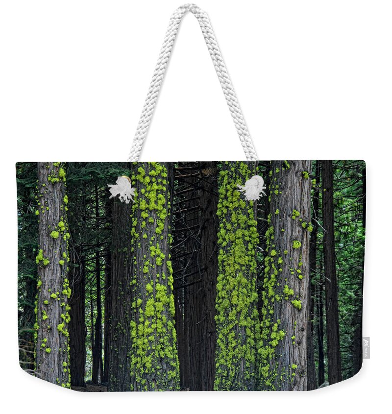 Tree Weekender Tote Bag featuring the photograph Mossy Sentinels by Donna Blackhall
