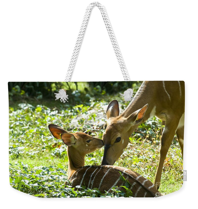 Deer Weekender Tote Bag featuring the photograph Motherly Love by Anthony Sacco