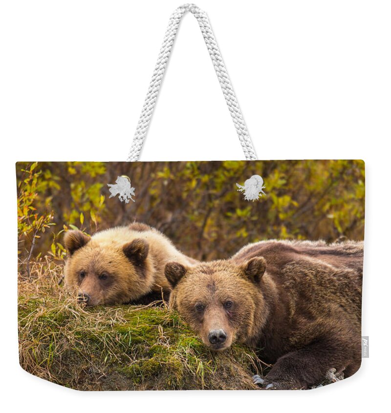 Bear Weekender Tote Bag featuring the photograph Mother's Love by Kevin Dietrich