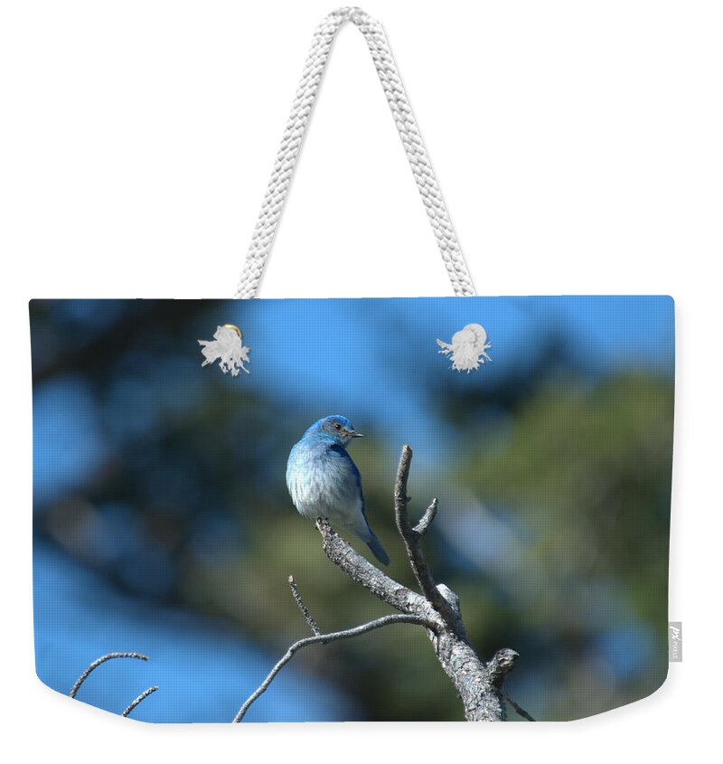 Bluebird Weekender Tote Bag featuring the photograph Mountain Bluebird by Frank Madia